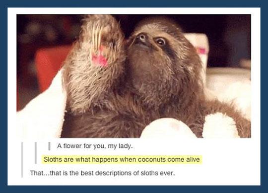 Quite+Possibly+The+Best+Description+Of+Sloths+Ever
