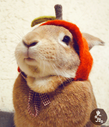 The+cutest+bunny.