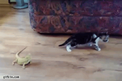 Poor+Kitty+scared+by+bearded+Dragon