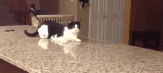 Cat+cripwalks+off+the+counter.+So+funny