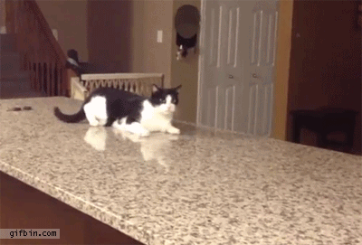Cat+cripwalks+off+the+counter.+So+funny