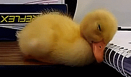 Duckling+waking+up.+You+have+to+see+the+head+shake