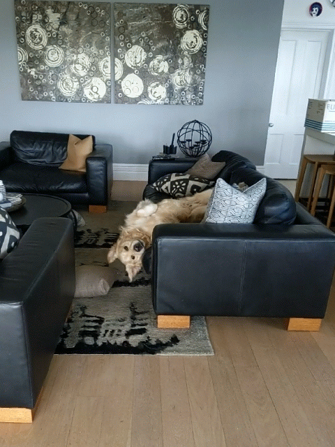 Look+what+I+can+do%26%238230%3B%2C+Pupper%2C+probably.