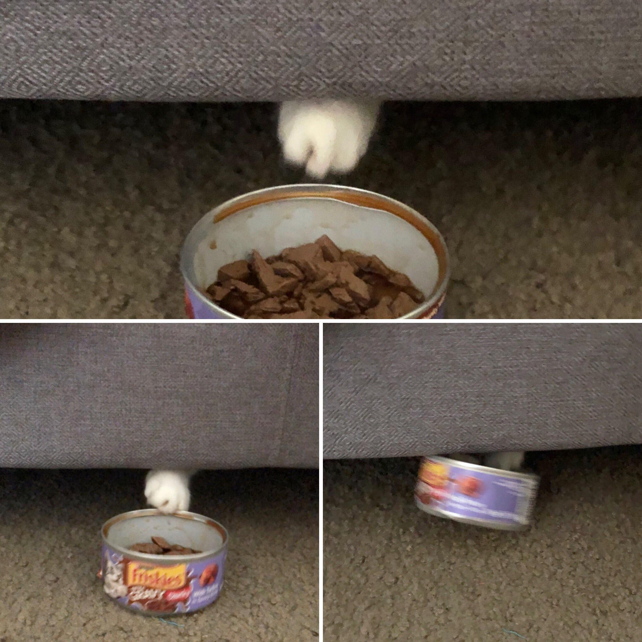 Adopted+a+shelter+cat%21+I+think+he%26%238217%3Bs+warming+up+to+us.