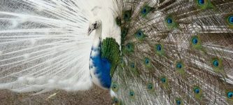Half+cast+Peacock