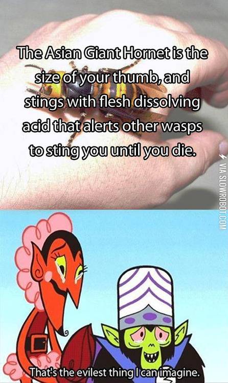 The+Asian+Giant+Hornet.