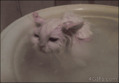 Kitty+hot+tub.
