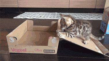 and+this+is+how+you+put+yourself+in+a+box+%26%238230%3B