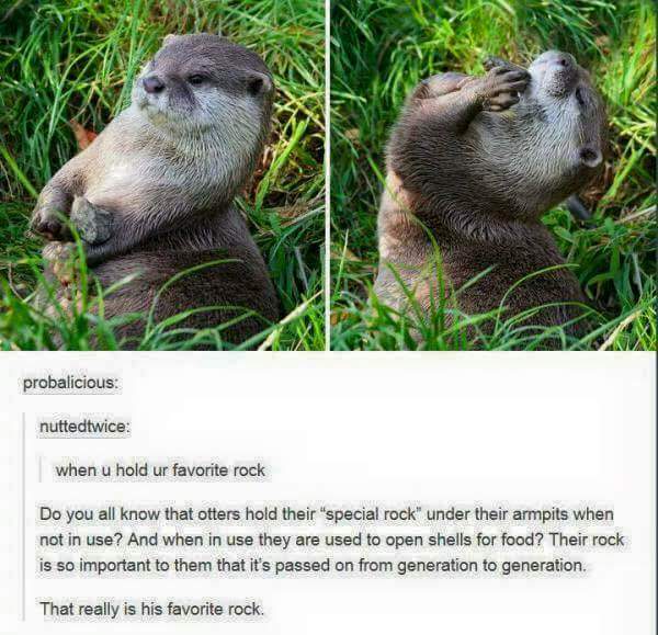 Otters+Rock%21