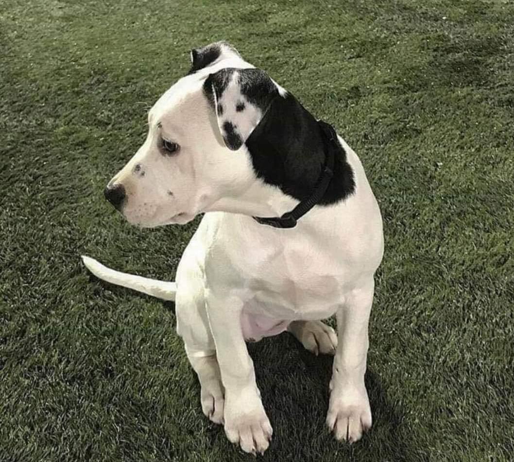 Doggo+with+a+self+portrait+built+in