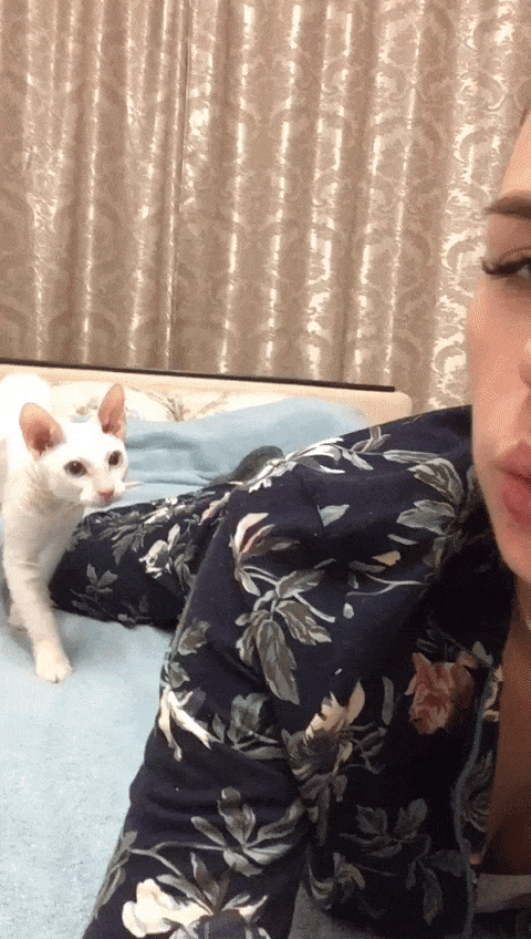 Cat+vs+selfie