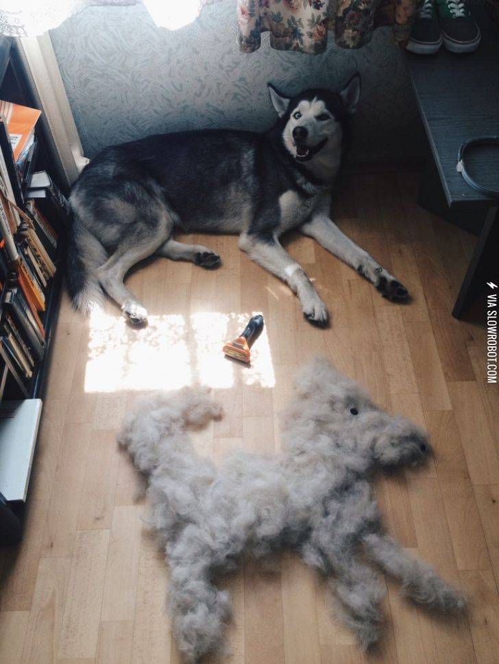 Now+I+have+two+dogs.