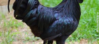 The+Cemani%2C+a+chicken+that+is+jet+black+from+head+to+toe