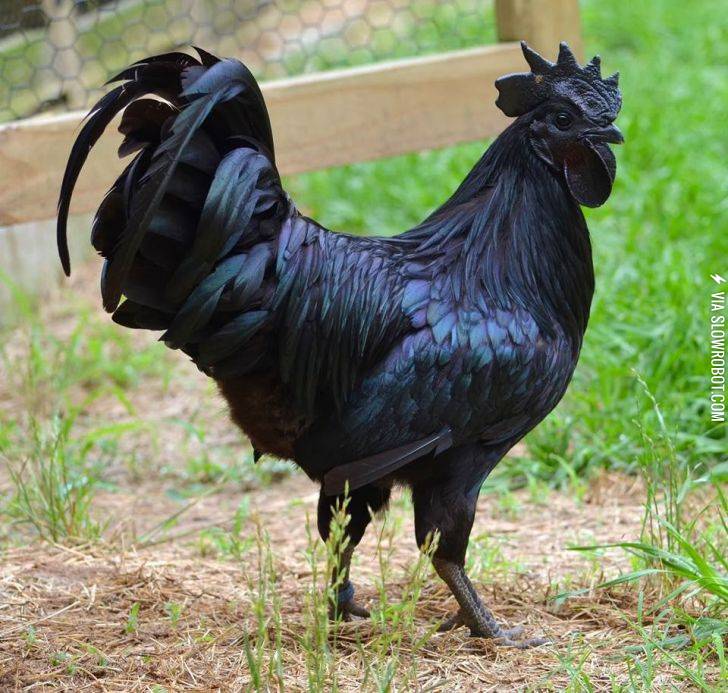 The+Cemani%2C+a+chicken+that+is+jet+black+from+head+to+toe