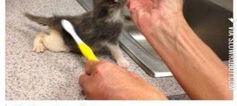 Here%26%23039%3Bs+why+humane+shelters+ask+for+donated+toothbrushes