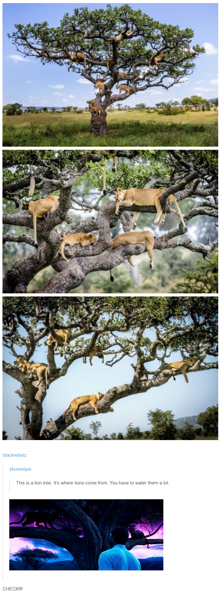 The+original+cat+tree