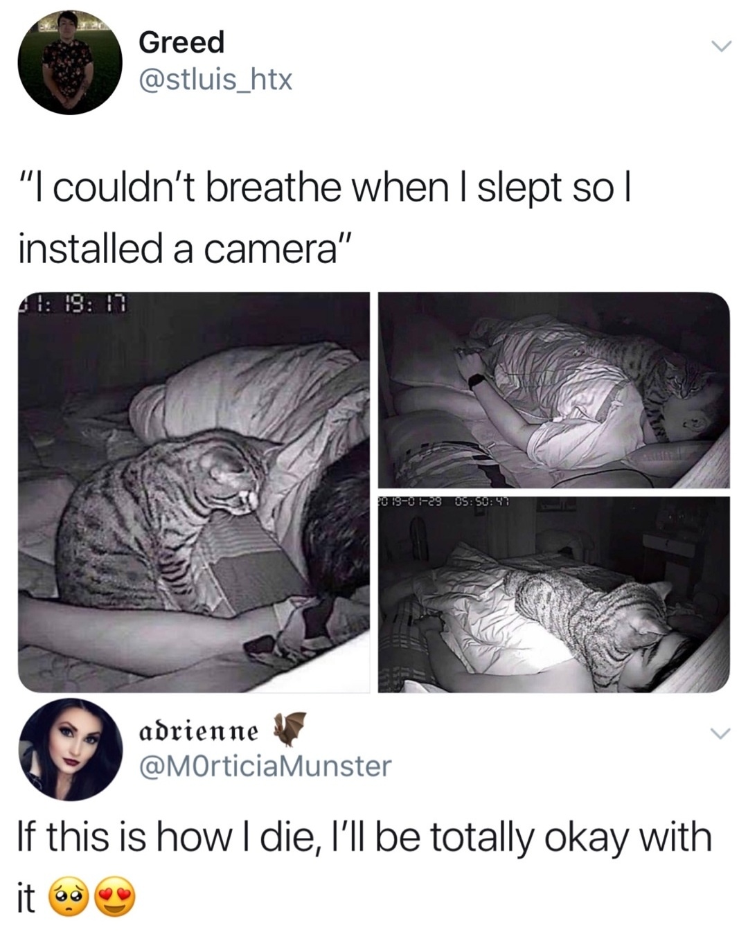 When+your+cat+loves+you+too+much