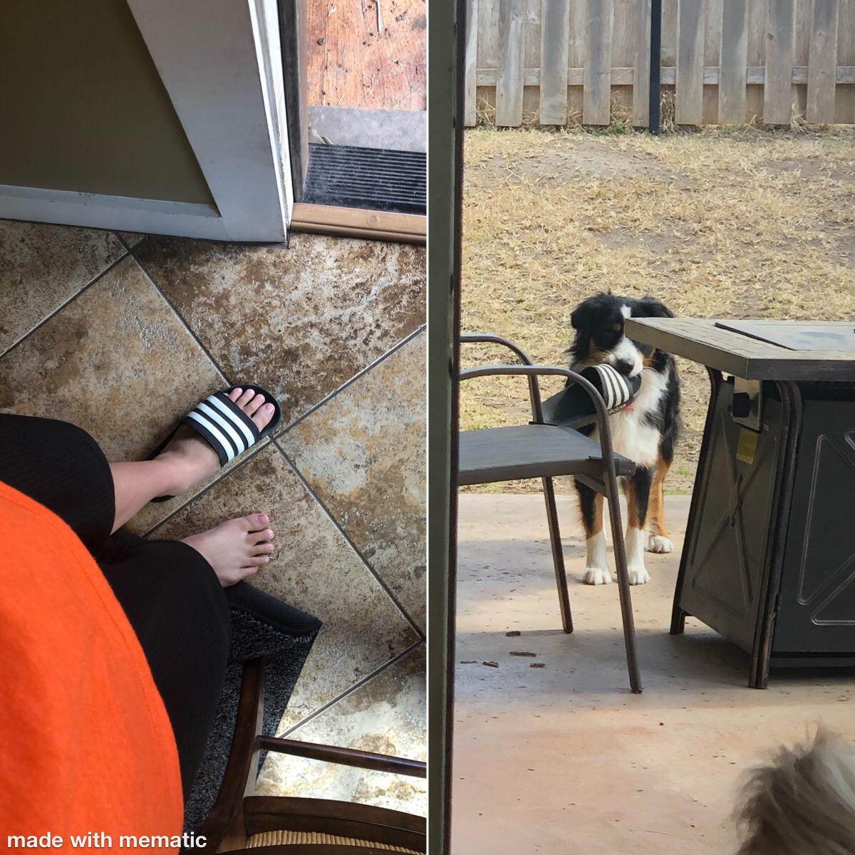 Gamer+dogs%26%238230%3B