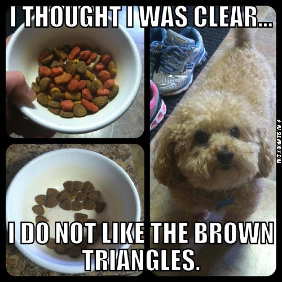 First+world+dog+problems.