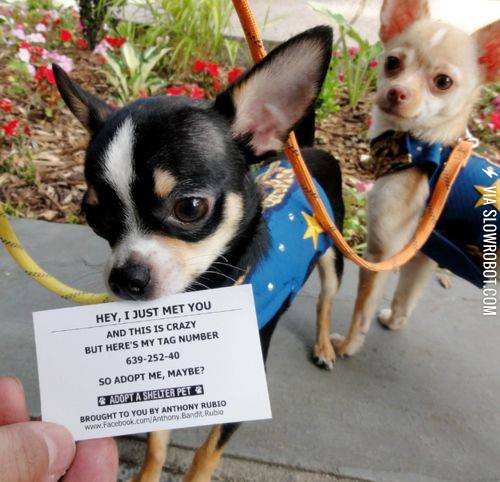 Adopt+me%2C+maybe%3F