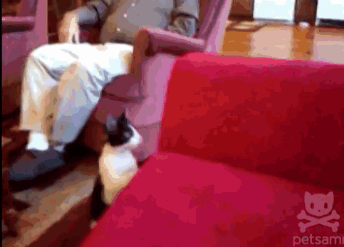 cat+jumps+into+fish+tank