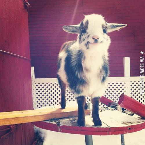 The+cutest+goat.