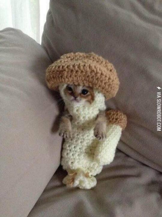 Mushroom+kitty.