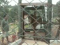 Circus+Lion+Feeling+Grass+And+Dirt+After+Being+In+A+Cage+For+13+Year