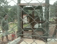 Circus+Lion+Feeling+Grass+And+Dirt+After+Being+In+A+Cage+For+13+Year