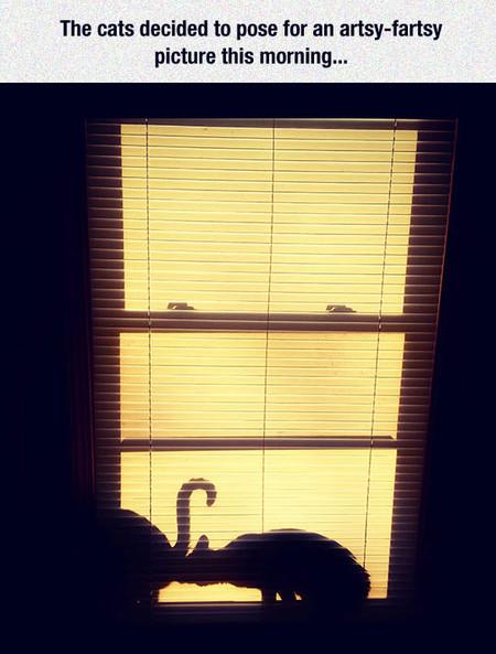 Artsy+fartsy+cats.