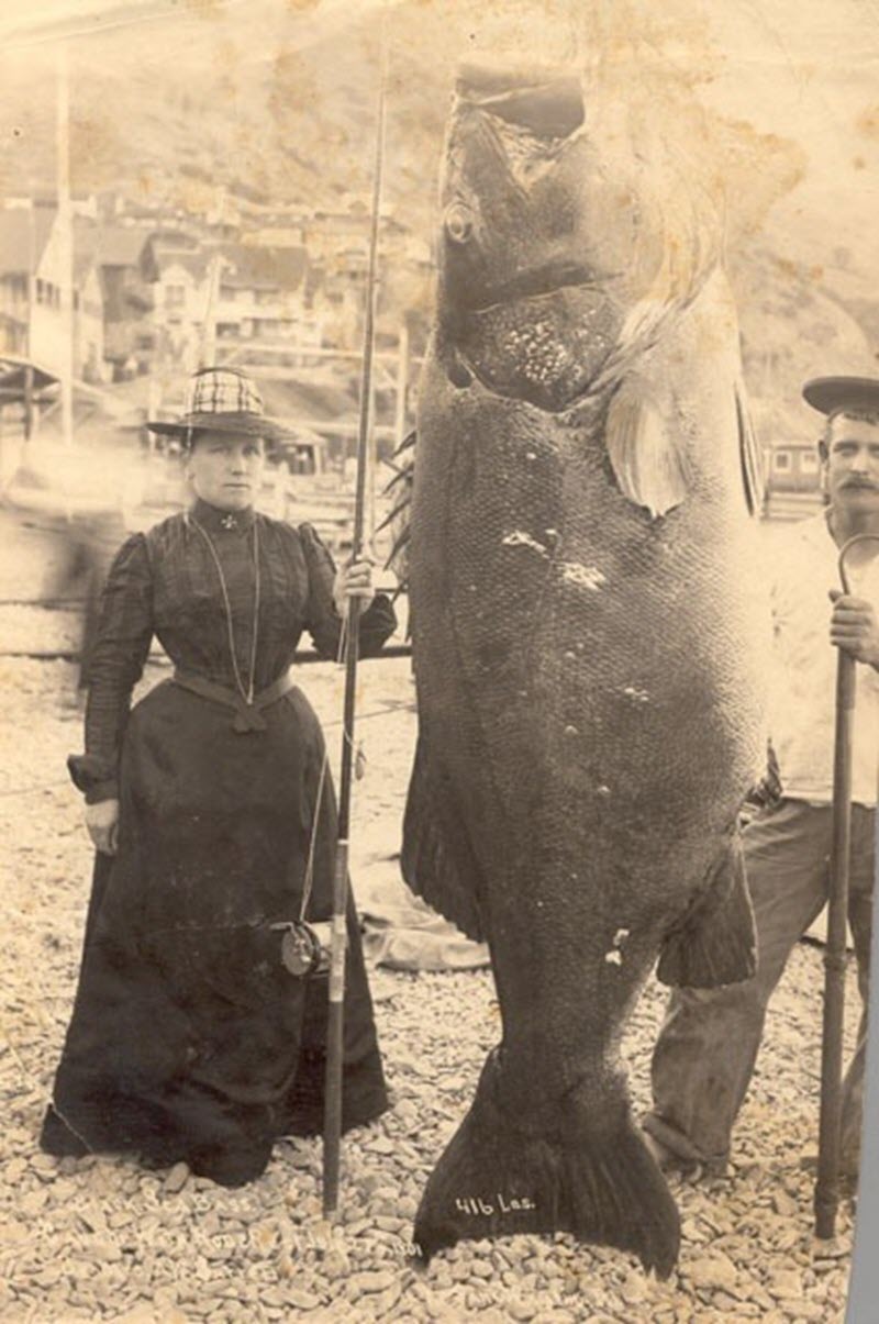 Mrs.+A.W.+Barrett+reels+in+416+pound+sea+bass+circa+1901