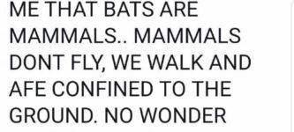 Bats+are+birds%26%238230%3B+kinda