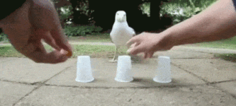 Three+Cup+Gull