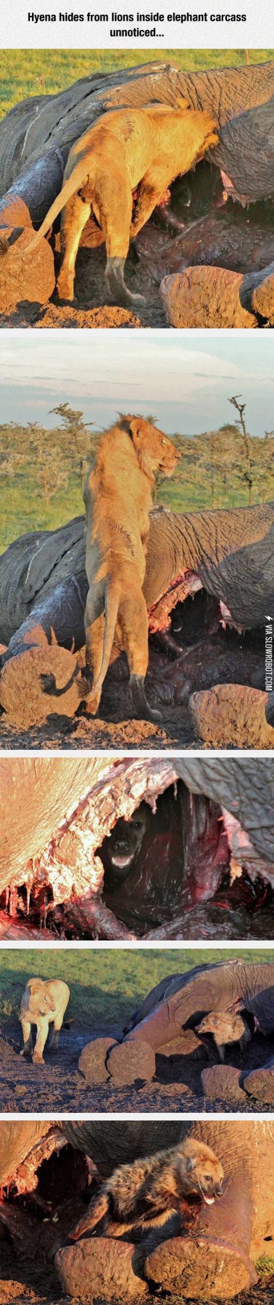 Doing+Everything+To+Survive