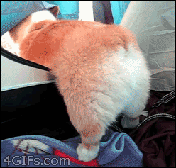 Corgi+trying+to+leave+the+tent