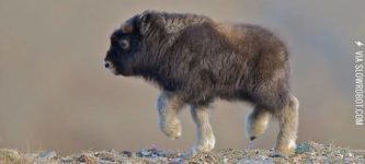 A+Baby+Musk-Ox.