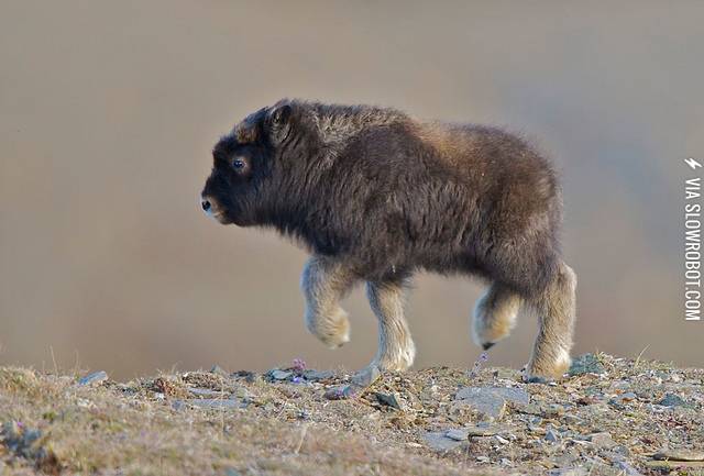 A+Baby+Musk-Ox.
