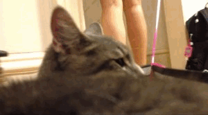 How+to+take+a+cat+for+a+walk.