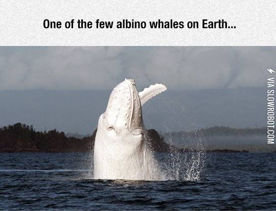 Migaloo%2C+An+Epic+Albino+Humpback