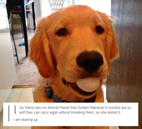 I+will+carry+this+egg+for+you.