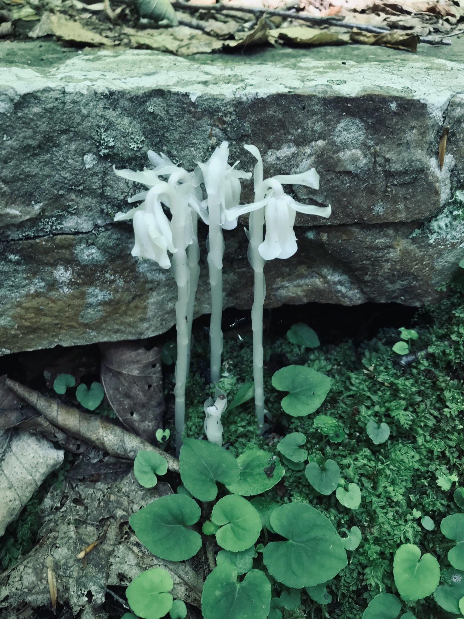 Ghost+Flower
