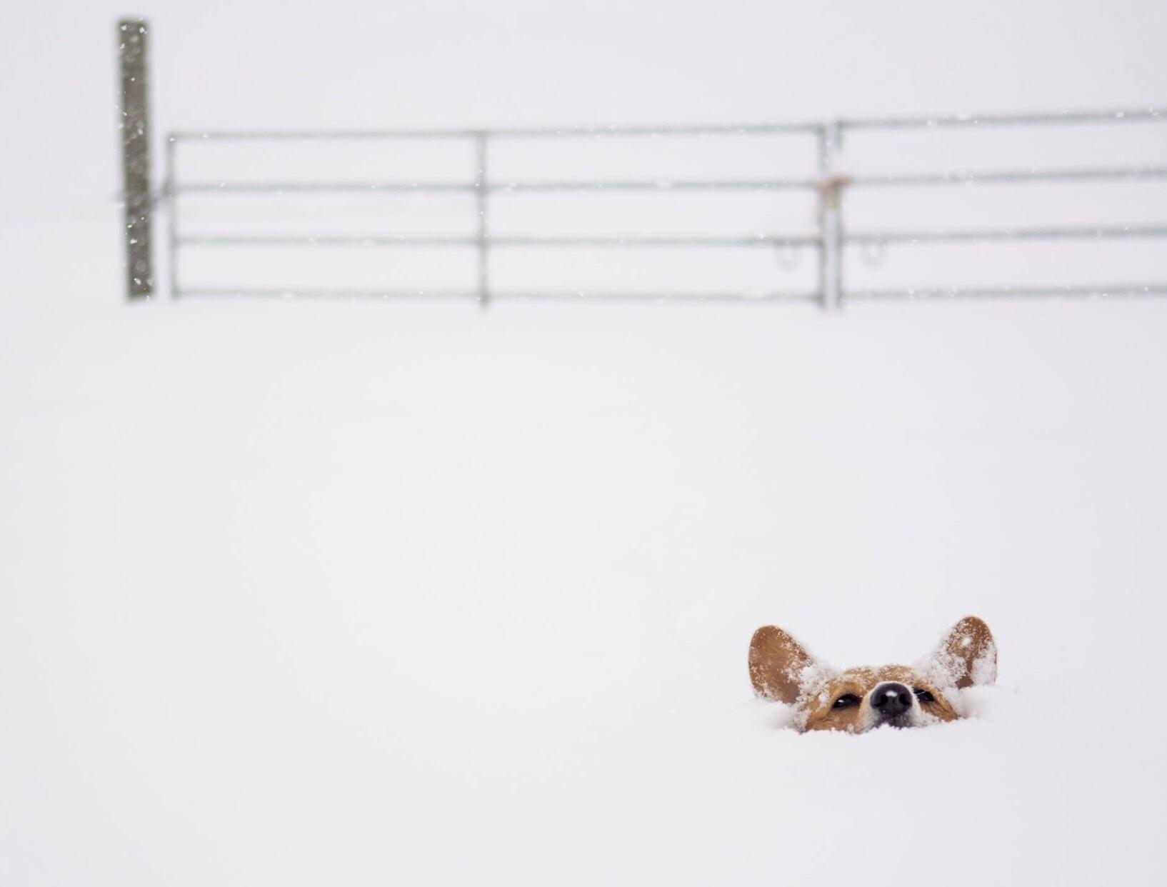 Corgi+kindly+requests+that+the+snow+goes+away.