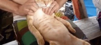 Cat+gets+massage