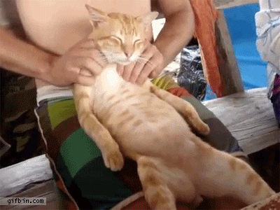Cat+gets+massage