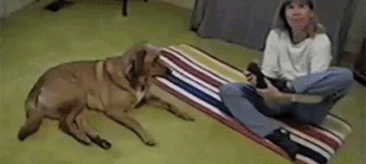 Dog+doing+yoga