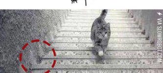 Somebody+solved+the+up-or-down+cat+problem