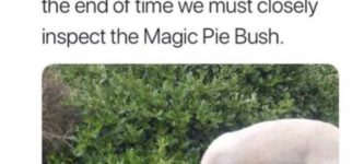 The+Magic+Pie+Bush