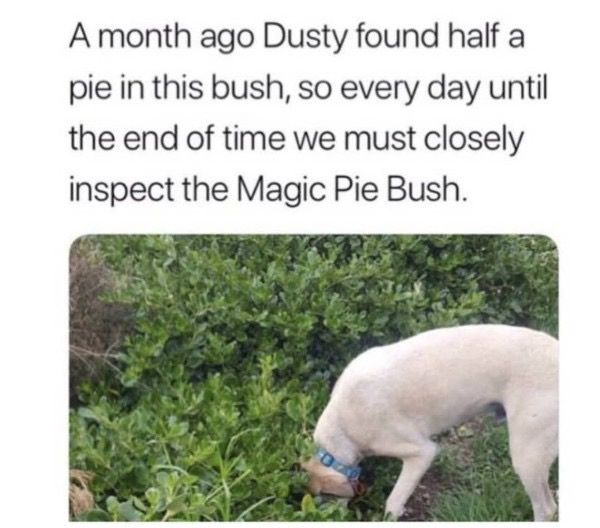 The+Magic+Pie+Bush