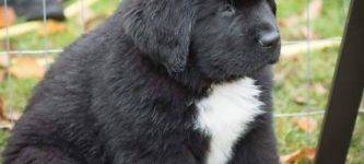 Newfoundland+pupper+is+a+real+chonker.
