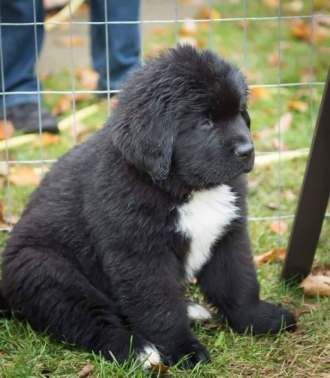 Newfoundland+pupper+is+a+real+chonker.